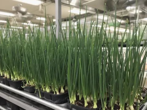 How to Grow Chives Indoors (Fresh Flavor at Your Fingertips)