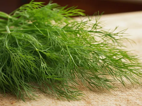 How to Grow Dill Indoors (Fragrant & Fast-Growing)