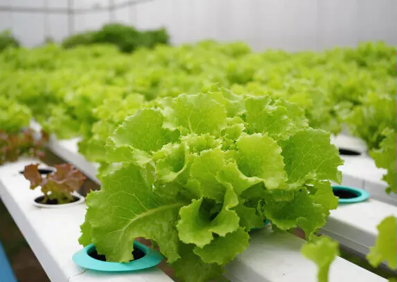 How to Grow Lettuce Indoors (Fast, Crisp & Pesticide-Free)