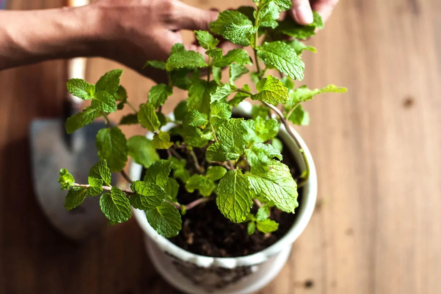 How to Grow Mint Indoors (No Backyard Needed)